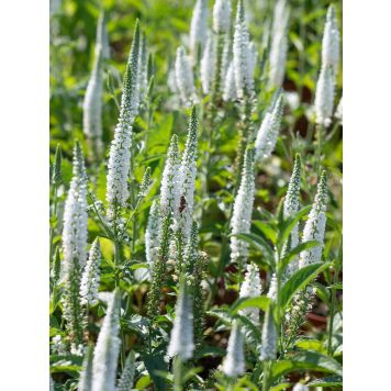 Kassisaba First Lady C 1,4