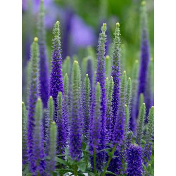 Kassisaba Dwarf Blue C1,4