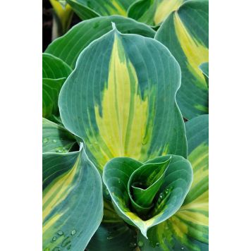 Hosta Dream Queen C1,4