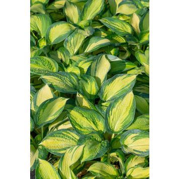Hosta Great Expectation C1,4