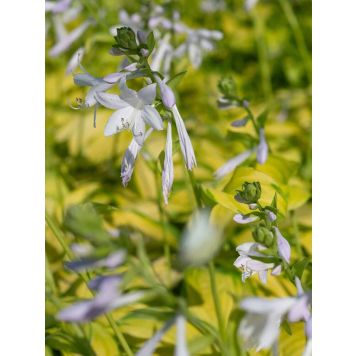Hosta Stained Glass C1,4