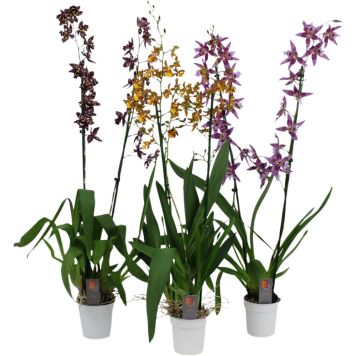 Kambria XXL valik Ø 12 cm