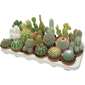 Kaktus Mix Ø 8,5 cm