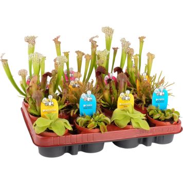 Lihasööja taim mix Ø 8,5 cm