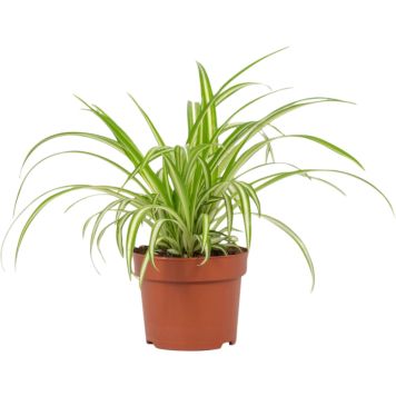 Tups-rohtliilia Variegatum Ø 12 cm