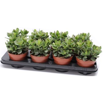 Portulak-turdleht Minova Magic Ø 12 cm