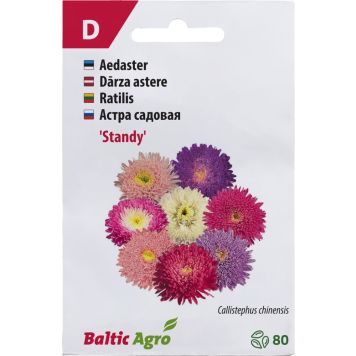 Aster ‘Standy’
