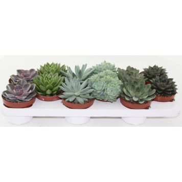 Soomuslehik Mix Ø 10,5 cm