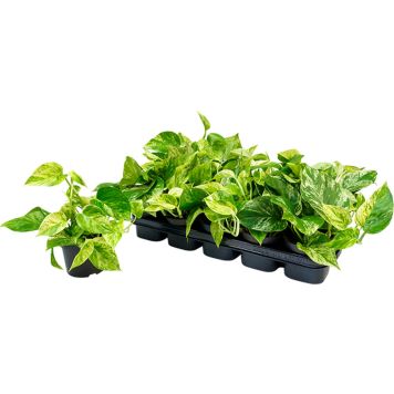 Kuld-nõelkõis Marble Queen Ø 12 cm