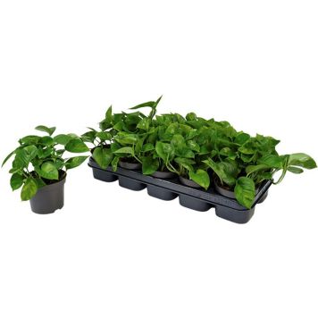 Kuld-nõelkõis Global Green  Ø 12 cm