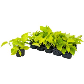 Kuld-nõelkõis Golden Pothos Ø 12 cm