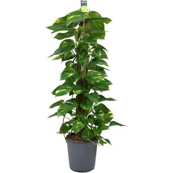 Kuld-nõelköis toel Ø 24 cm