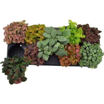 Pitslehik mix Ø 12 cm