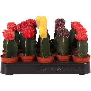 Nudinupp Mix Ø 5,5 cm