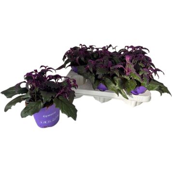 Sametlehik Gynura Ø 12 cm