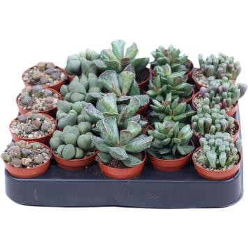 Kivilehik Mix Ø 5 cm