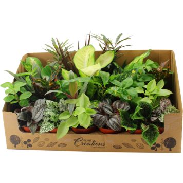 Roheliste toatataimede Mix Ø 8,5 cm