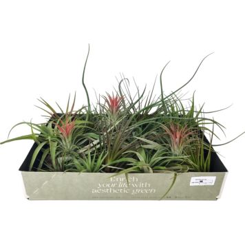 Tillandsia mix Ø 7 cm