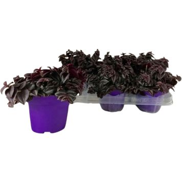 Rippuv sebralill Purple Passion Ø12 cm