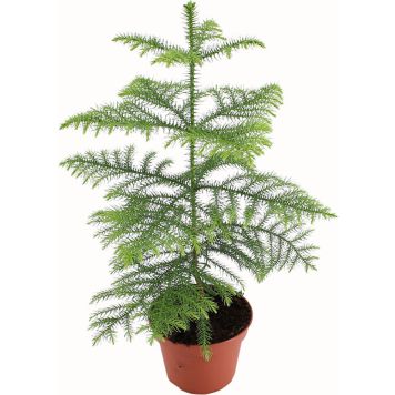 Kõrge araukaaria Ø 14 cm