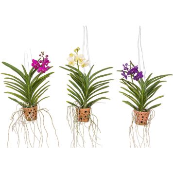 Vanda mix potis Ø 14 cm