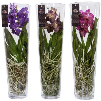 Vanda Lisanne Mix 70 cm