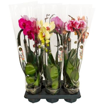 Kuuking mix  kaarel 2-vart Ø 12 cm