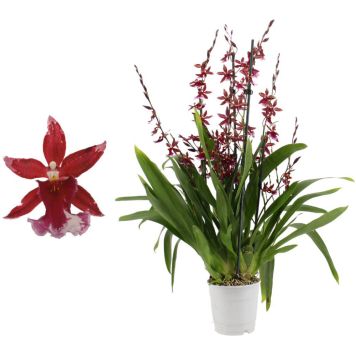 Kambria Barrocco 5-vart Ø 12 cm