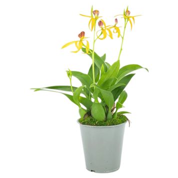 Encyclia hübriid Jasper Ø 9 cm