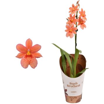 Kambria Nelly Isler 1-vars Ø 12 cm