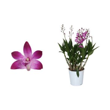 Dendroobium Berry Oda 4-vart  Ø 12 cm