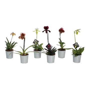 Veenusking mix 1-vars Ø 11 cm