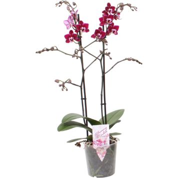 Kuuking Multiflora Special Ø 12 cm, 2-vart
