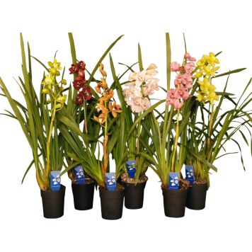 Tsümbiidium mix 1 -vars Ø 14 cm