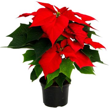 Jõulutäht Ø 12 cm