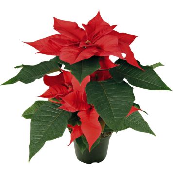 Jõulutäht Ø 10,5 cm