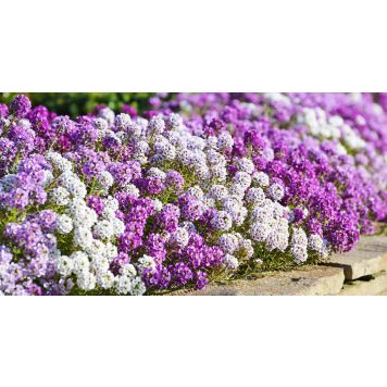 Rand-kivikilbik Ø 9 cm