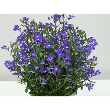 Lobeelia  Ø 9 cm