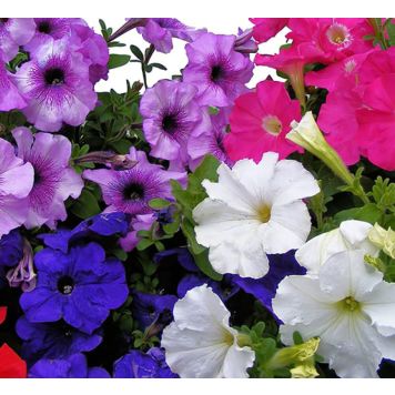 Petunia  Ø 9 cm