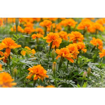 Tageetes Ø 9 cm