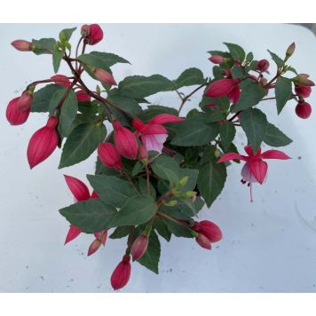 Fuksia Ø 10,5 cm