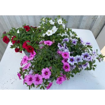 Aed-puispetuunia  Ø 10,5 cm