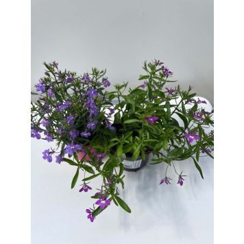 Sinilobeelia ripp Ø 10,5 cm