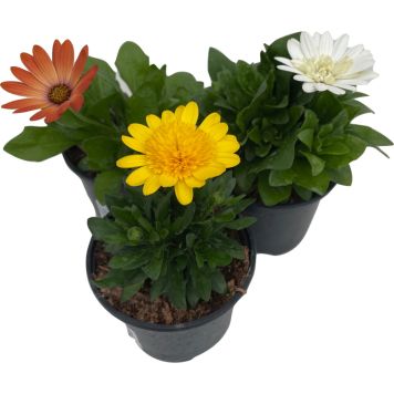 Kuldkakra mix Ø 10,5