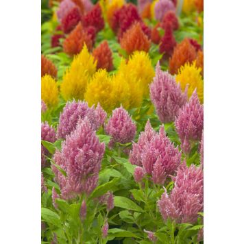 Kõrge mätashari Ø 10,5 cm