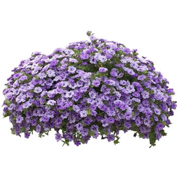 Suvelilleampel Surfiinia Ø 25 cm