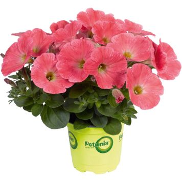 Petuunia mix