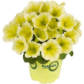 Confetti trio Ø 12 cm