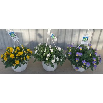 Ampel sarvkannike valik Ø 20 cm