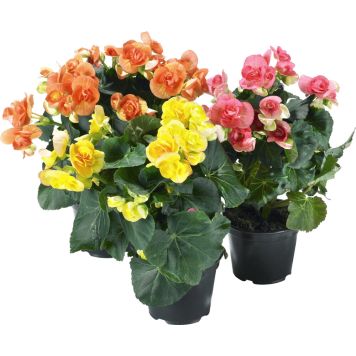 Roosbegoonia Ø 12 cm